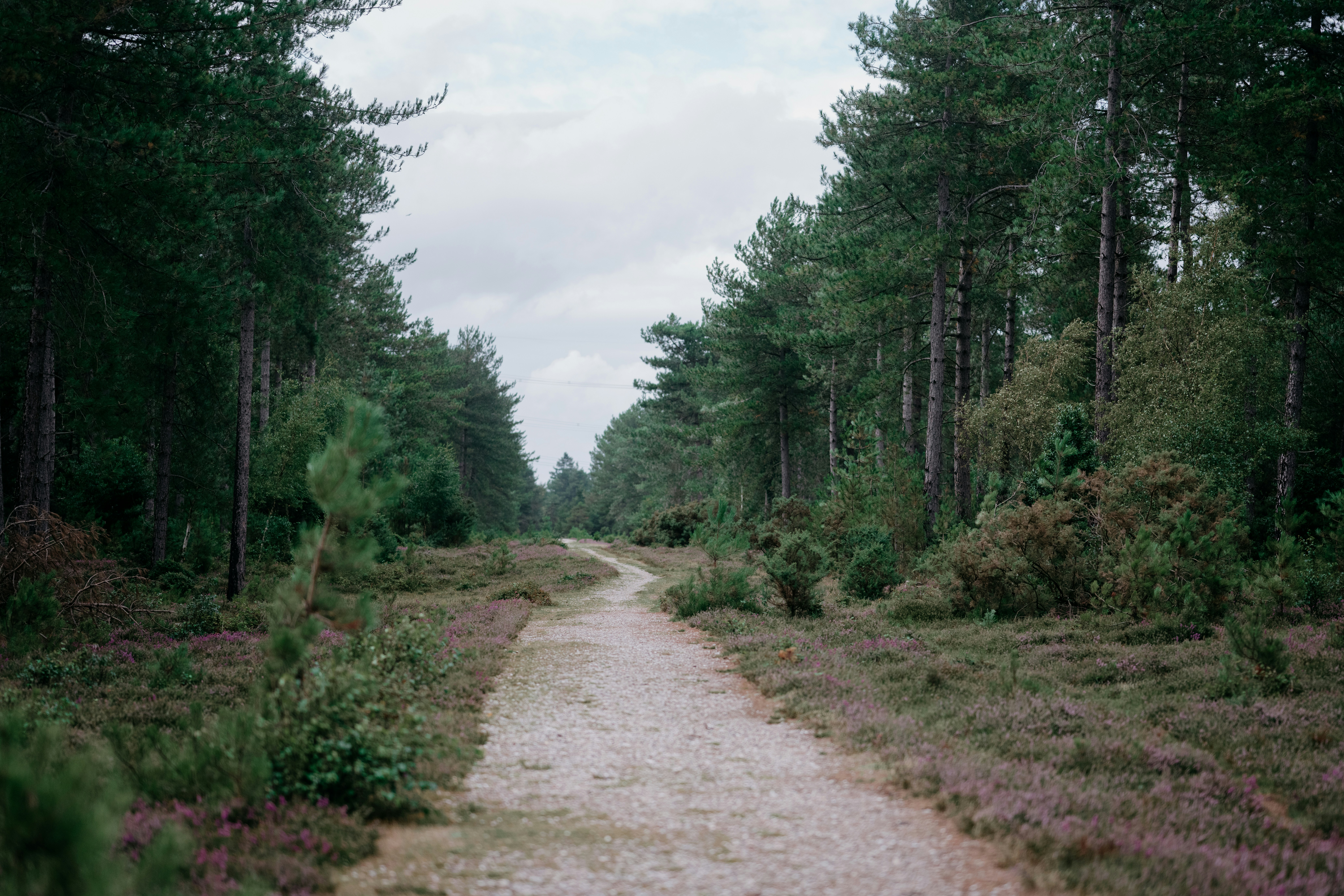 lyme disease and the nervous system